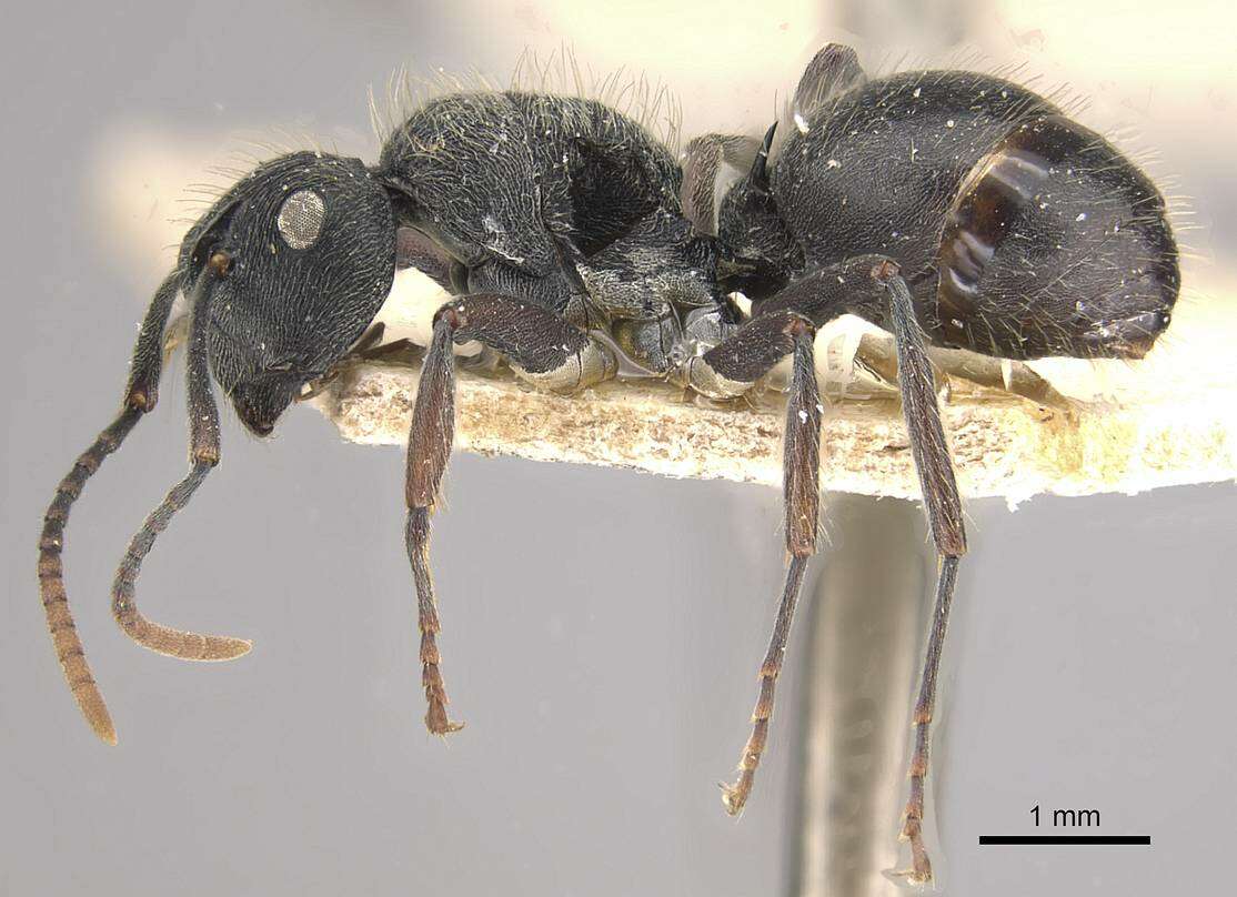 Image of Polyrhachis weissi Santschi 1910