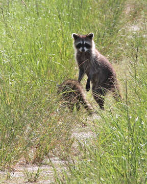 Image of raccoons