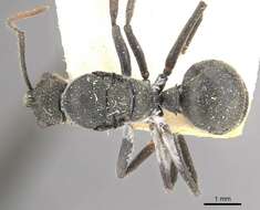 Image of Polyrhachis volkarti Forel 1916