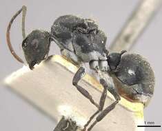 Image of Polyrhachis volkarti Forel 1916