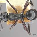 Image de Polyrhachis leonidas Forel 1901