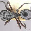 Image de Polyrhachis ralumensis Forel 1901