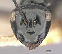 Image of Polyrhachis yorkana Forel 1915