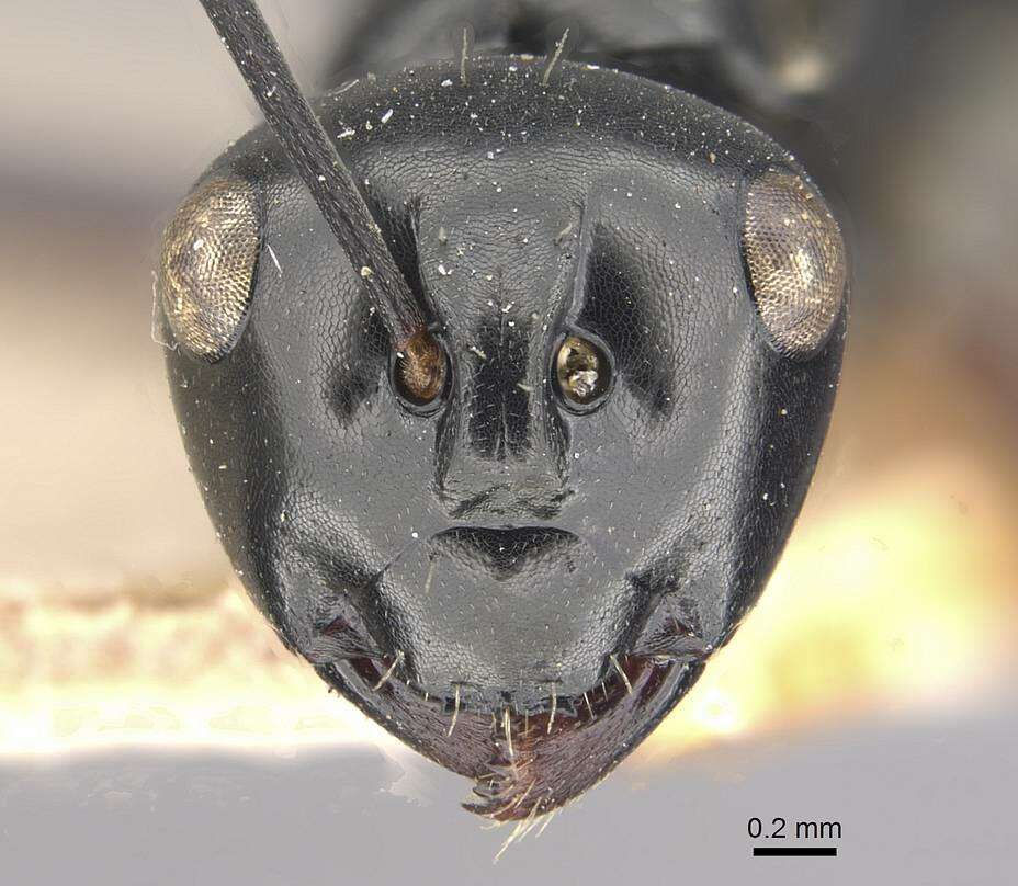 Image of Polyrhachis yorkana Forel 1915