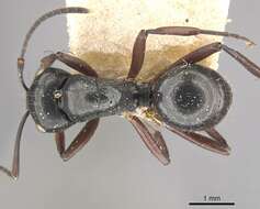 Image of Polyrhachis pilosa Donisthorpe 1938