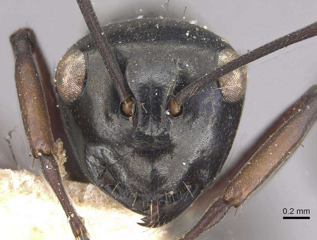 Image of Polyrhachis pilosa Donisthorpe 1938