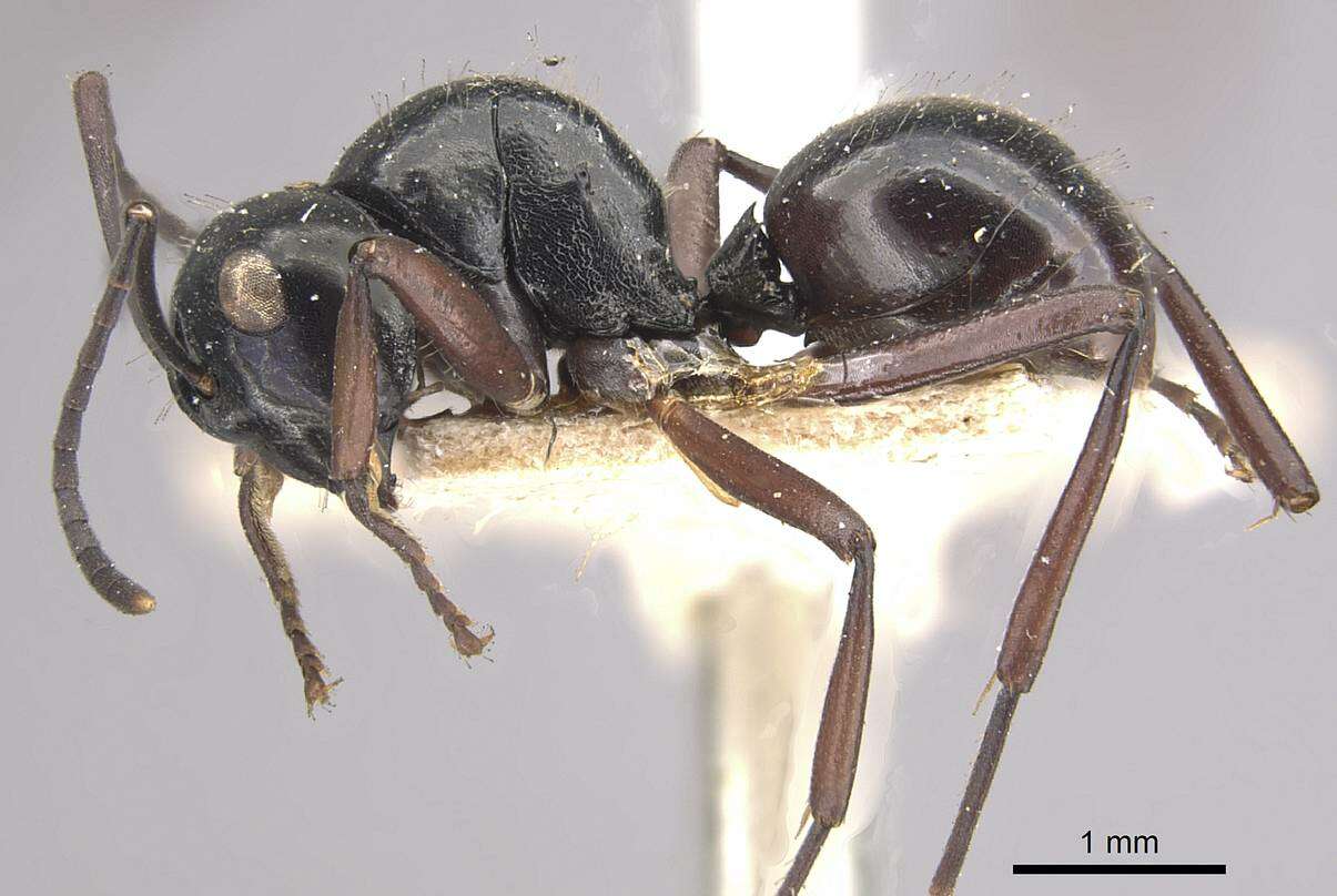 Image of Polyrhachis pilosa Donisthorpe 1938