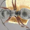 Image of Polyrhachis bugnioni Forel 1908