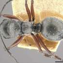 Plancia ëd Polyrhachis bugnioni Forel 1908