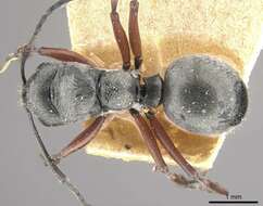 Plancia ëd Polyrhachis bugnioni Forel 1908