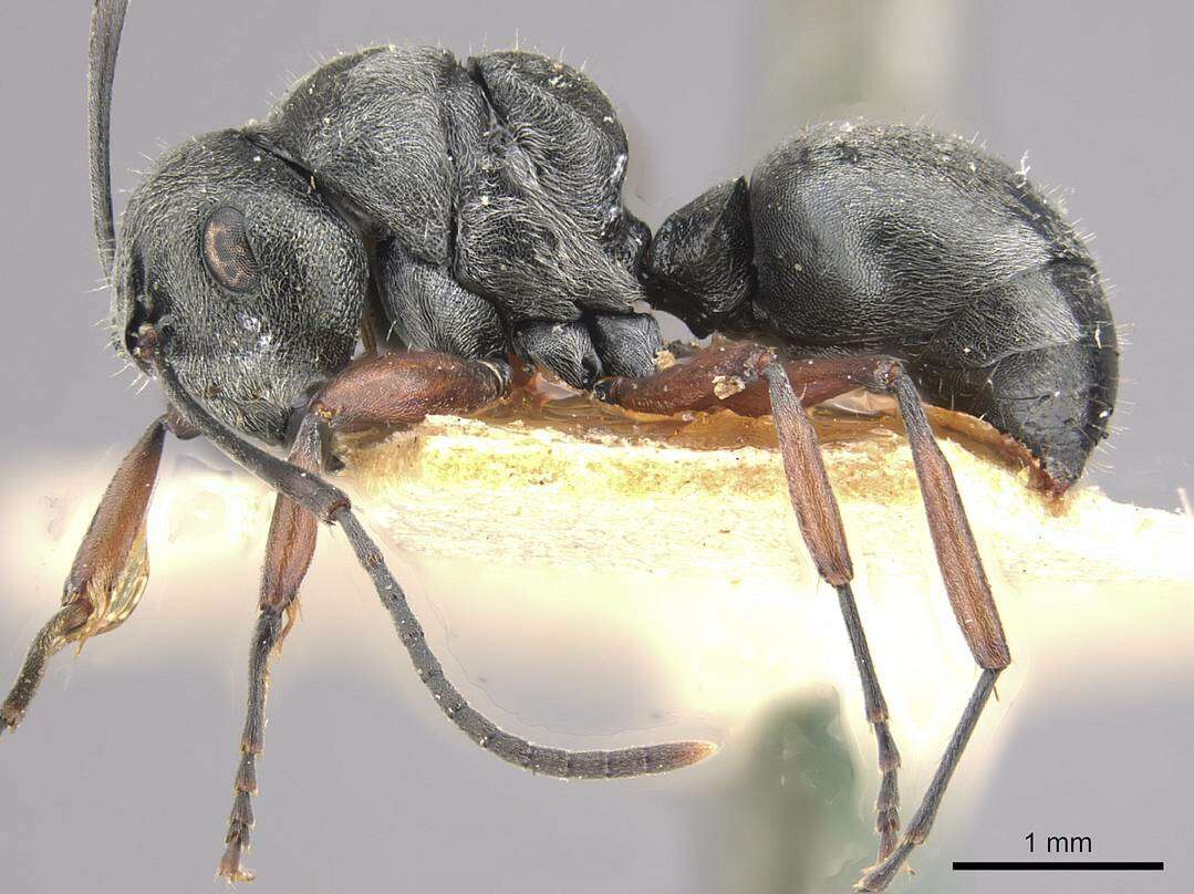 Plancia ëd Polyrhachis bugnioni Forel 1908