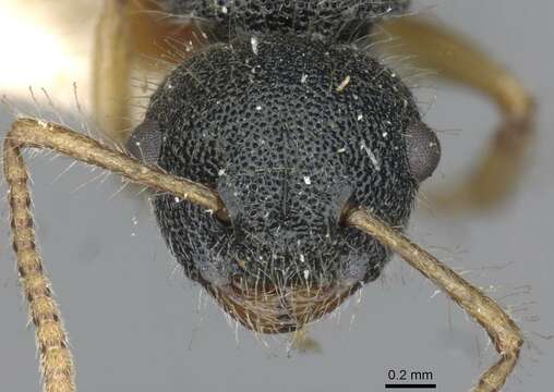 Imagem de Echinopla turneri Forel 1901