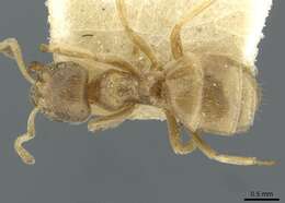 Image of Pseudolasius australis Forel 1915