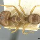 Image of Pseudolasius ludovici Forel 1913