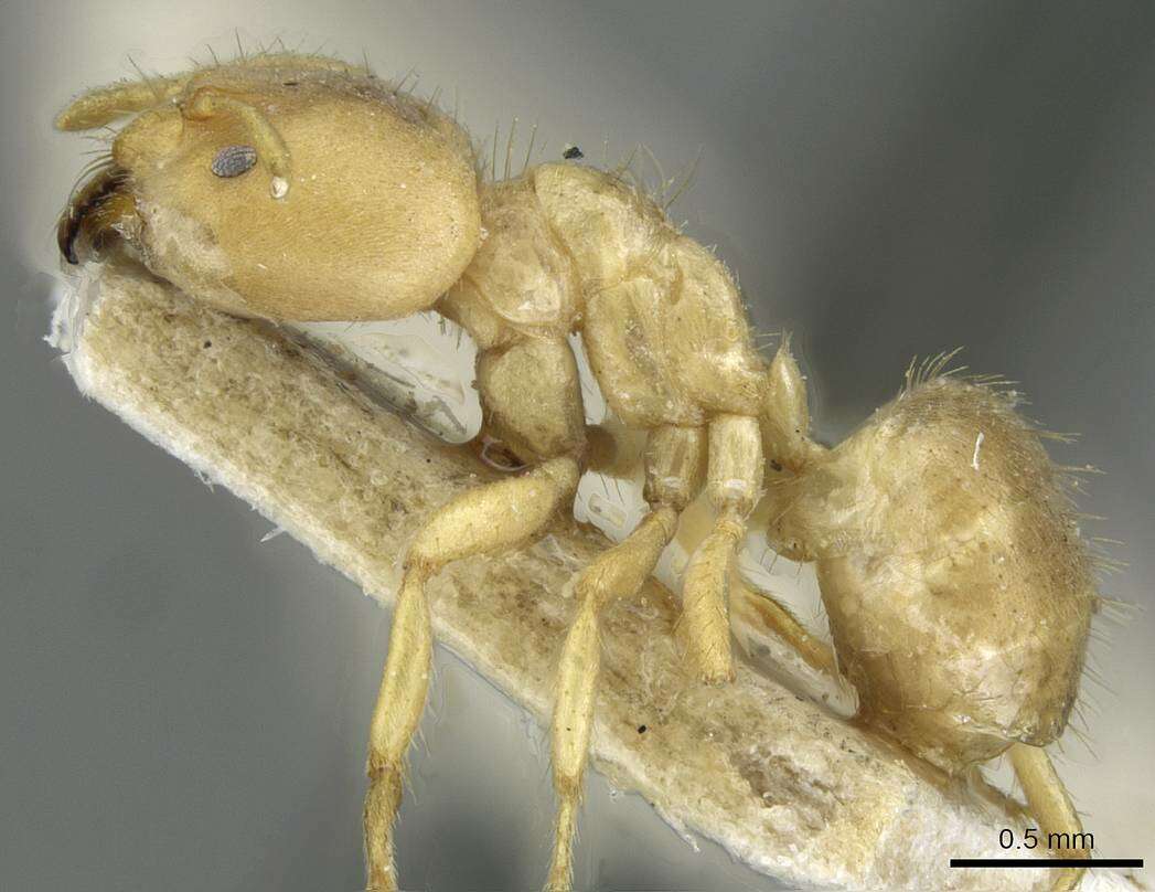 Image of Pseudolasius pygmaeus Forel 1913