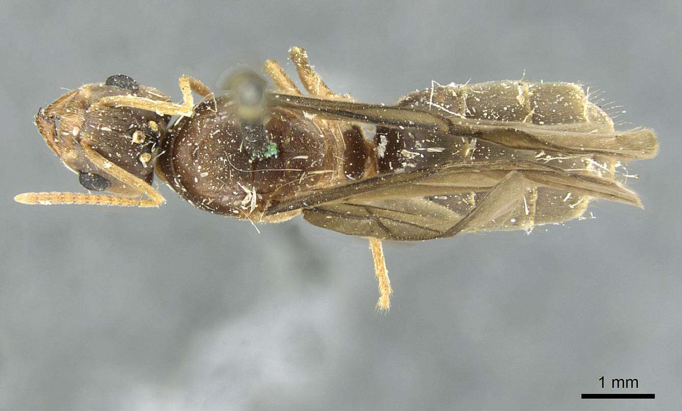 Image of Pseudolasius sauteri Forel 1913
