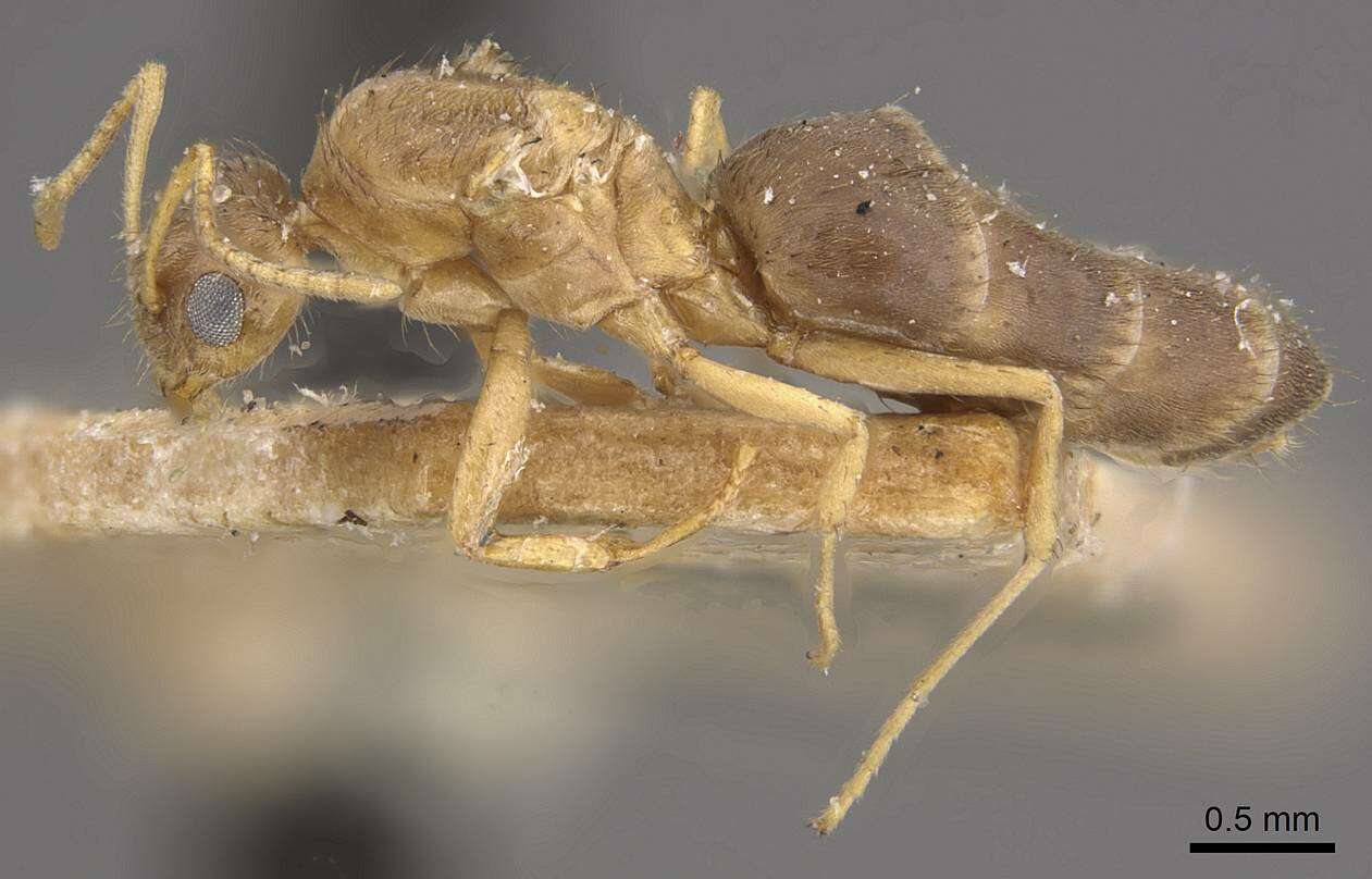 Image of Nylanderia smythiesii