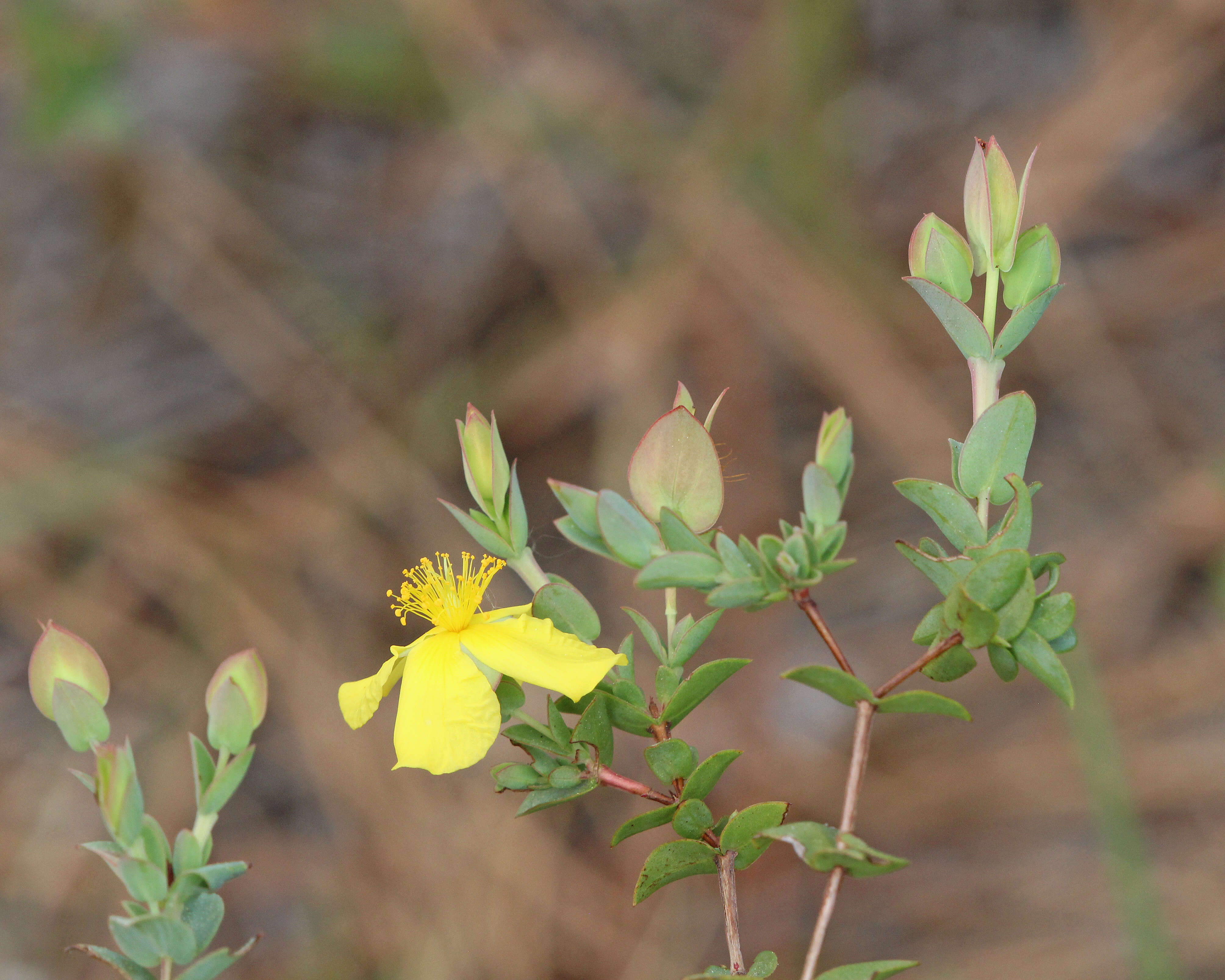 Image of fourpetal St. Johnswort