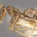 Image of Nylanderia rosae