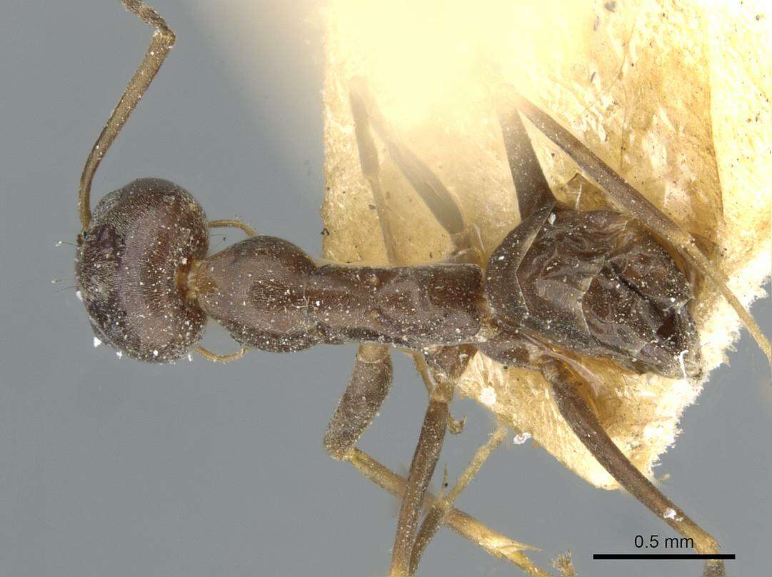 Image of Dorymyrmex grandulus (Forel 1922)