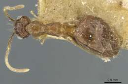 Image of Prenolepis naoroji Forel 1902