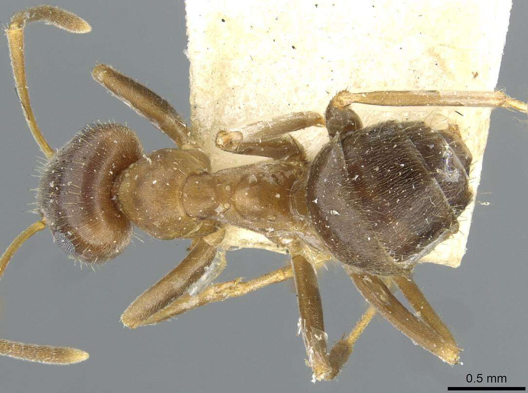 Image of Lasius emarginatus (Olivier 1792)