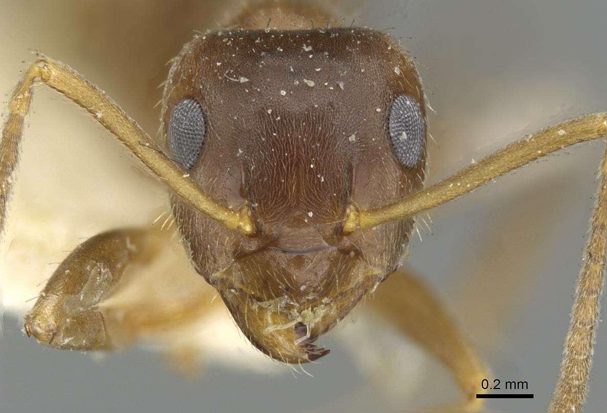 Image of Lasius emarginatus (Olivier 1792)