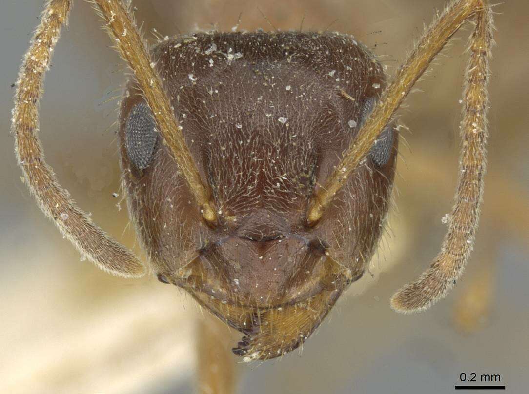 Image of Lasius emarginatus (Olivier 1792)