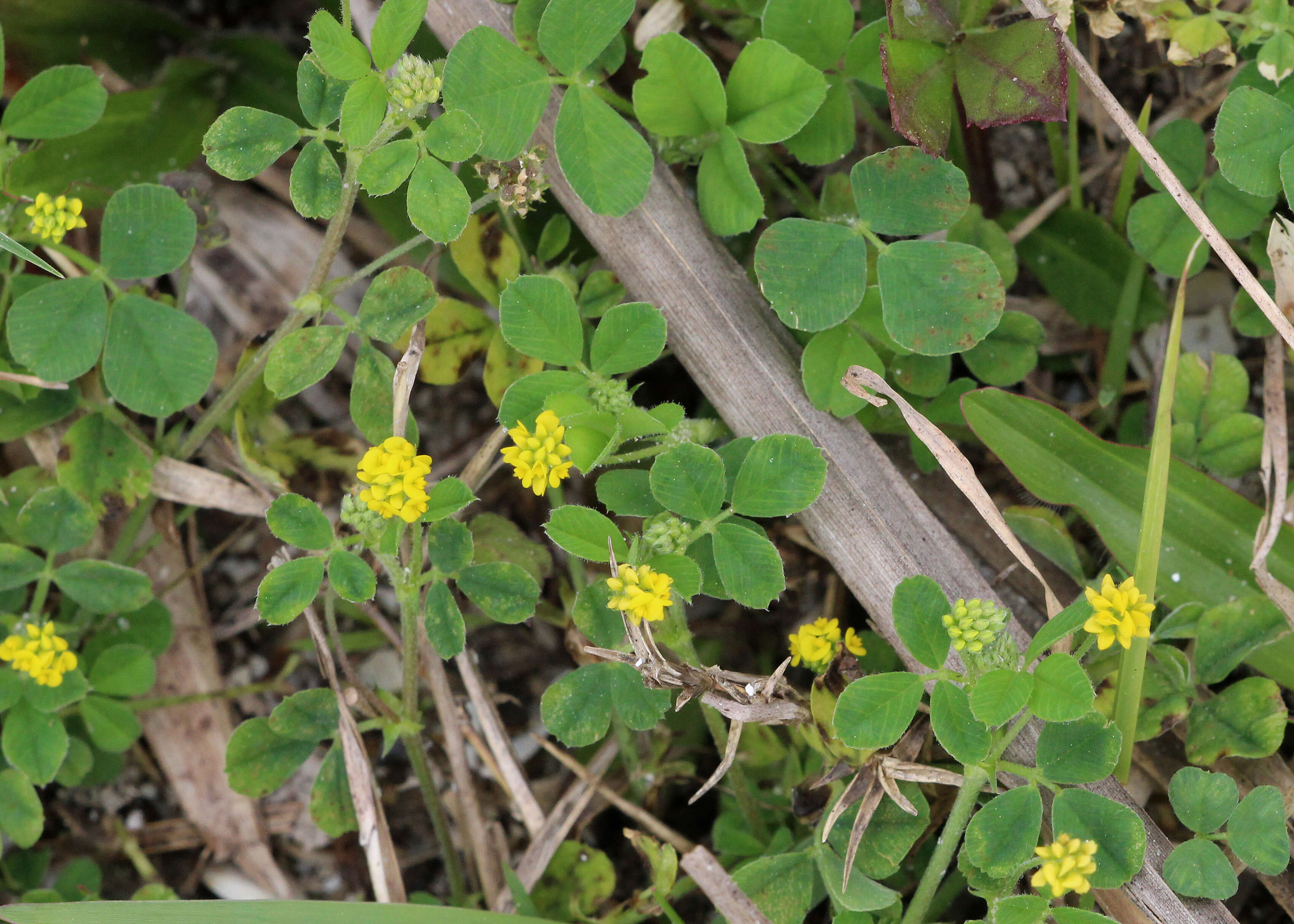 Image of black medick