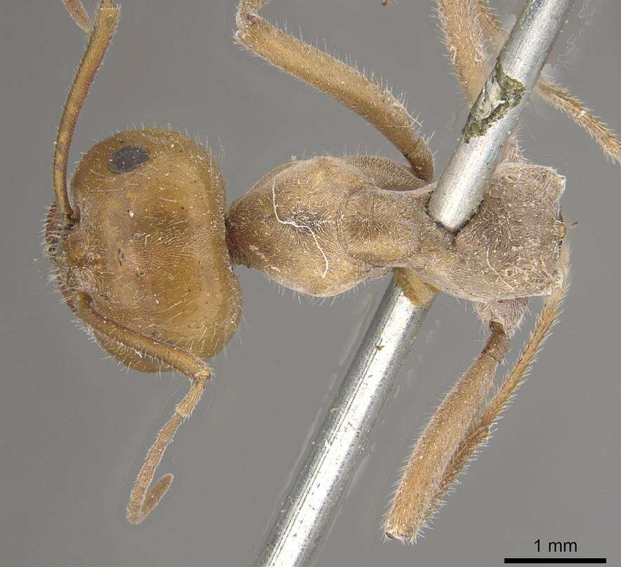 Image of Myrmecocystus placodops Forel 1908