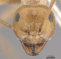 Image of Myrmecocystus placodops Forel 1908