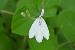 Image of Rhinacanthus xerophilus A. Meeuse