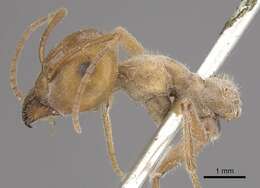 Image of Myrmecocystus placodops Forel 1908