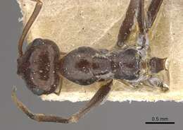 Image of Myrmecocystus depilis Forel 1901