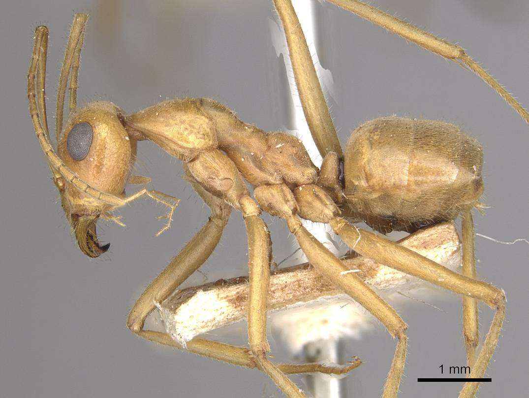 Image of Myrmecocystus mexicanus Wesmael 1838