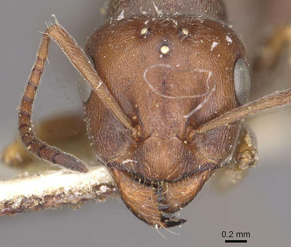 Image of Proformica striaticeps (Forel 1911)