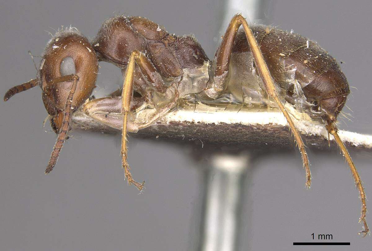 Image of Proformica striaticeps (Forel 1911)