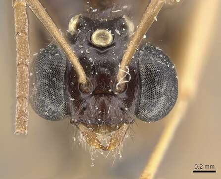 Image of Proformica oculatissima (Forel 1886)