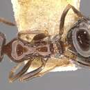 Sivun Bajcaridris kraussii (Forel 1895) kuva
