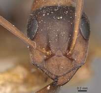 Image of Red-barbed ant