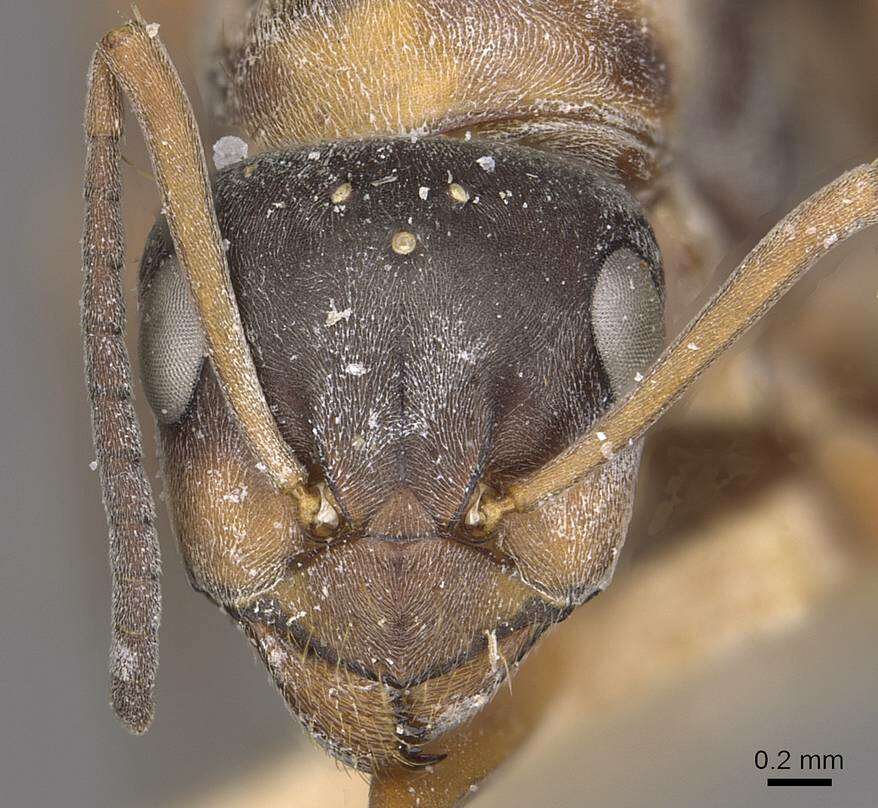 Image of Red-barbed ant