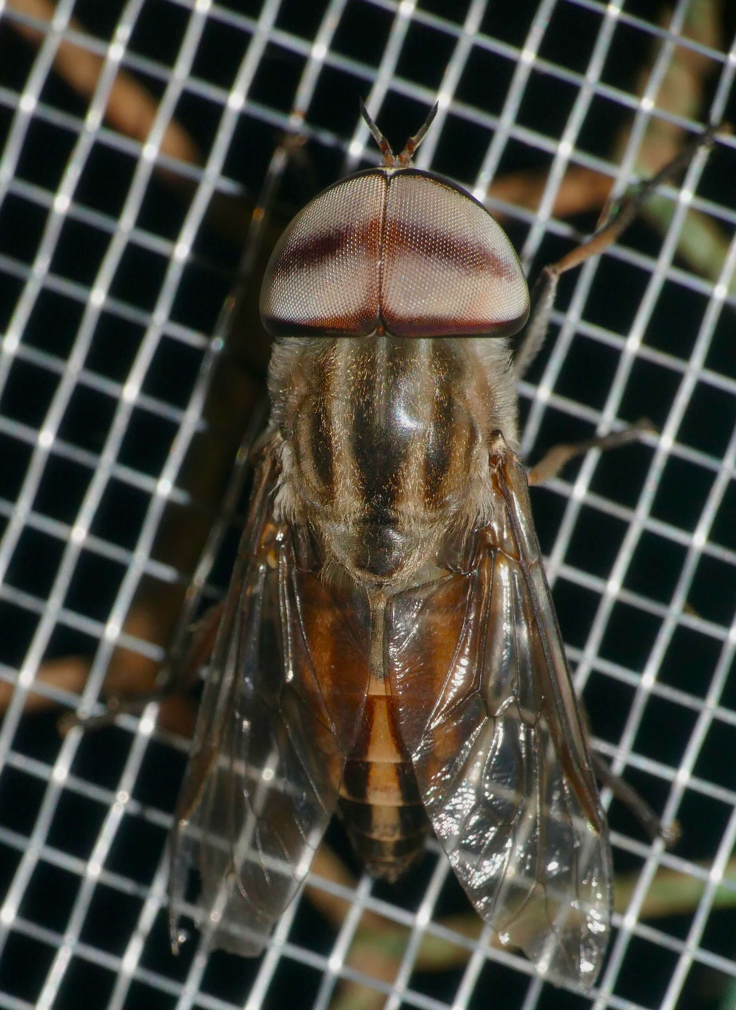 Image of Tabanus taeniola Palisot de Beauvois 1806