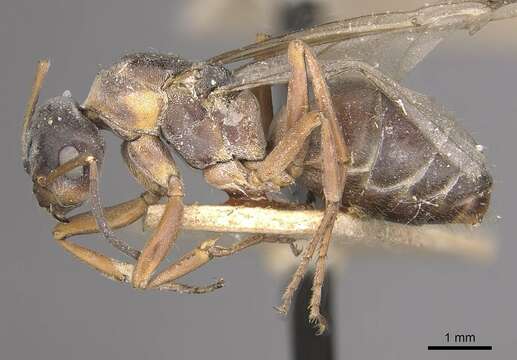 Image of Red-barbed ant