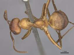 Image of wood ant