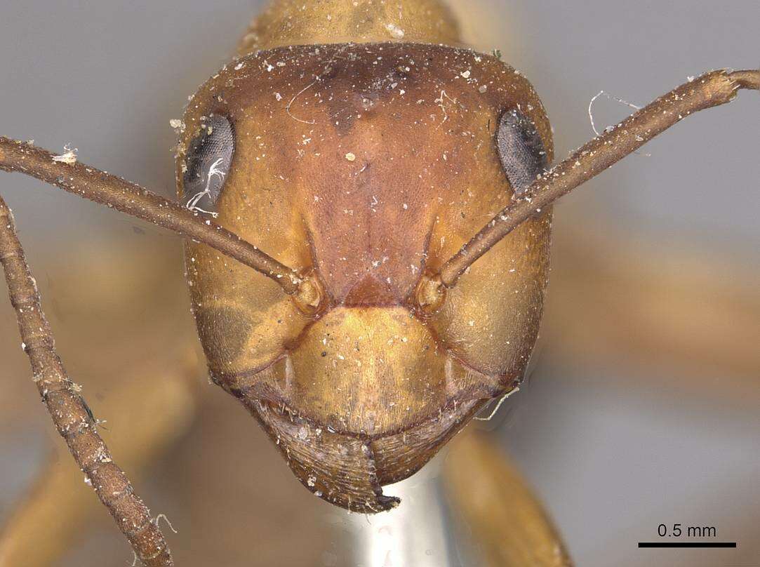 Image of wood ant