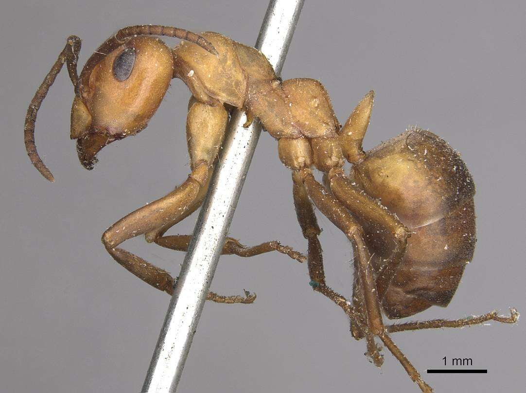 Image of wood ant