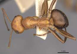 Image of Northern Red Wood Ant