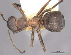 Image of wood ant