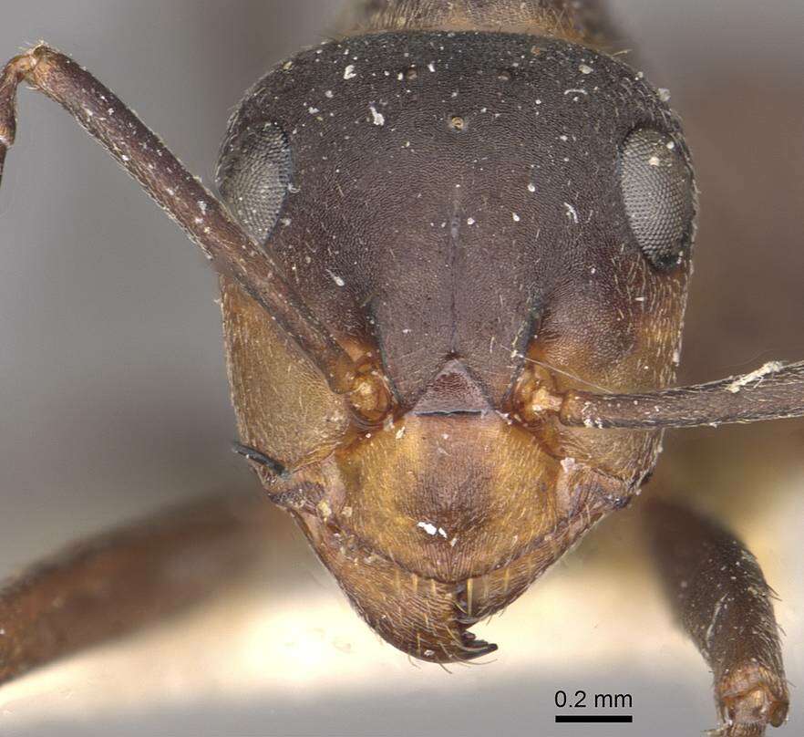 Image of wood ant