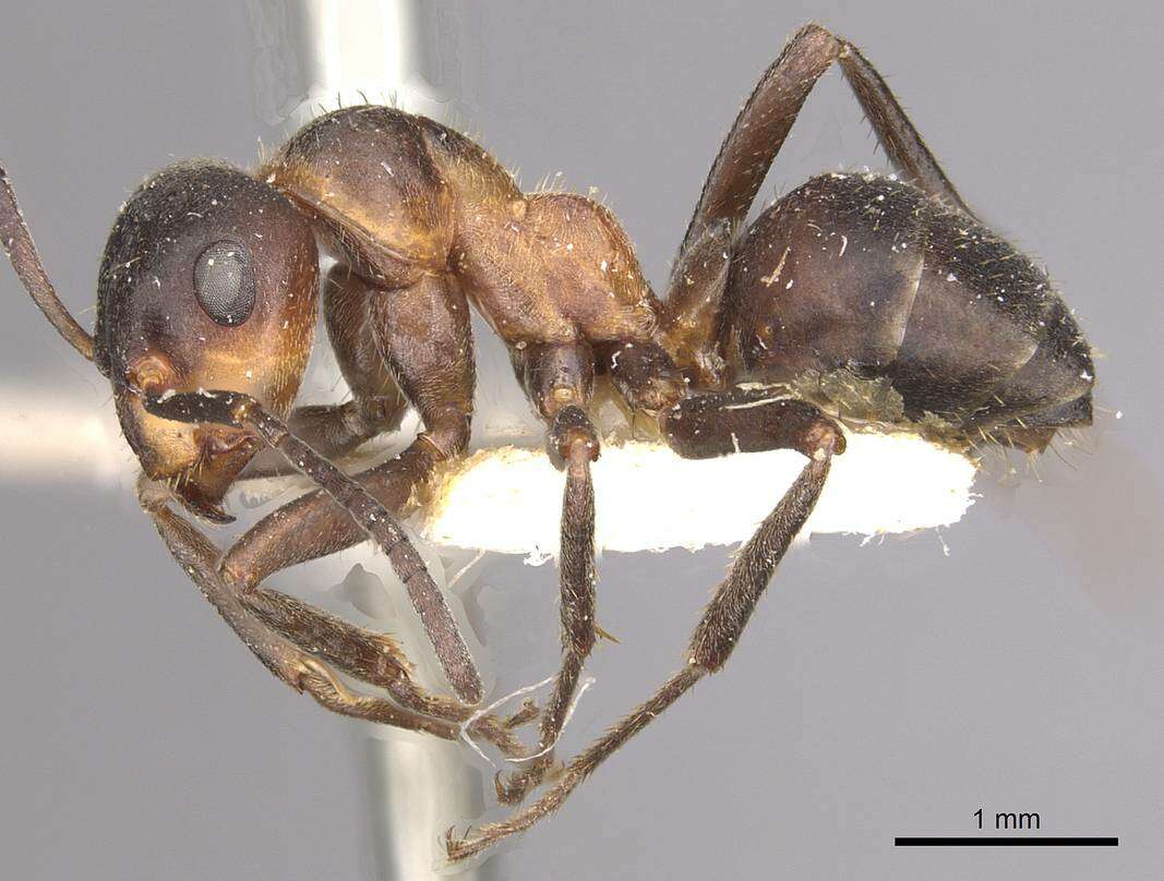 Image of wood ant